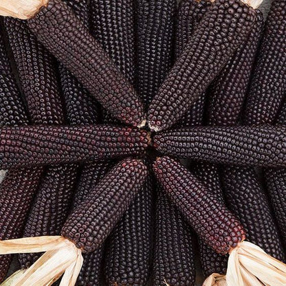 Corn Seeds (Organic) - Black Hopi.