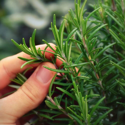 Rosemary Seeds.