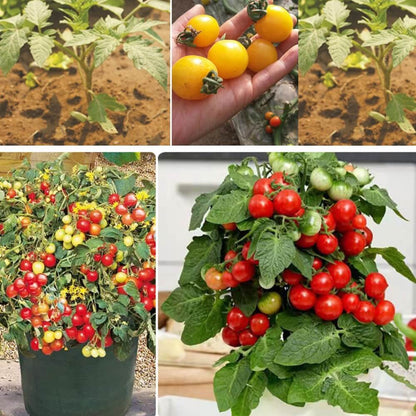 Dwarf Tomatos Seeds.