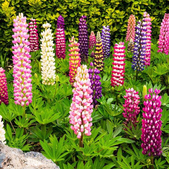 Lupine Flower Seeds (Mixed Color).