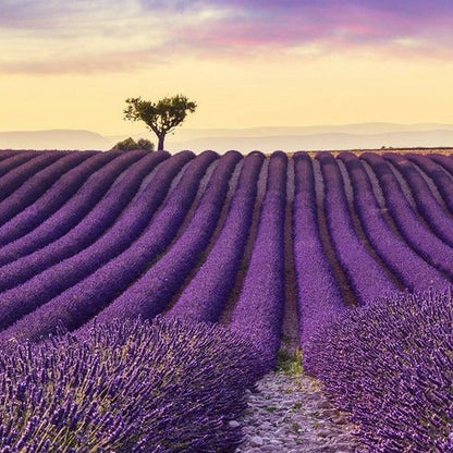 Lavender Seeds - Hidcote.