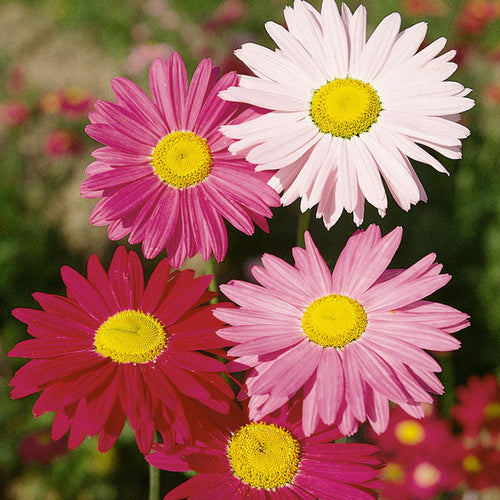 Insect Killer: Mixed Color Pyrethrum Seeds.