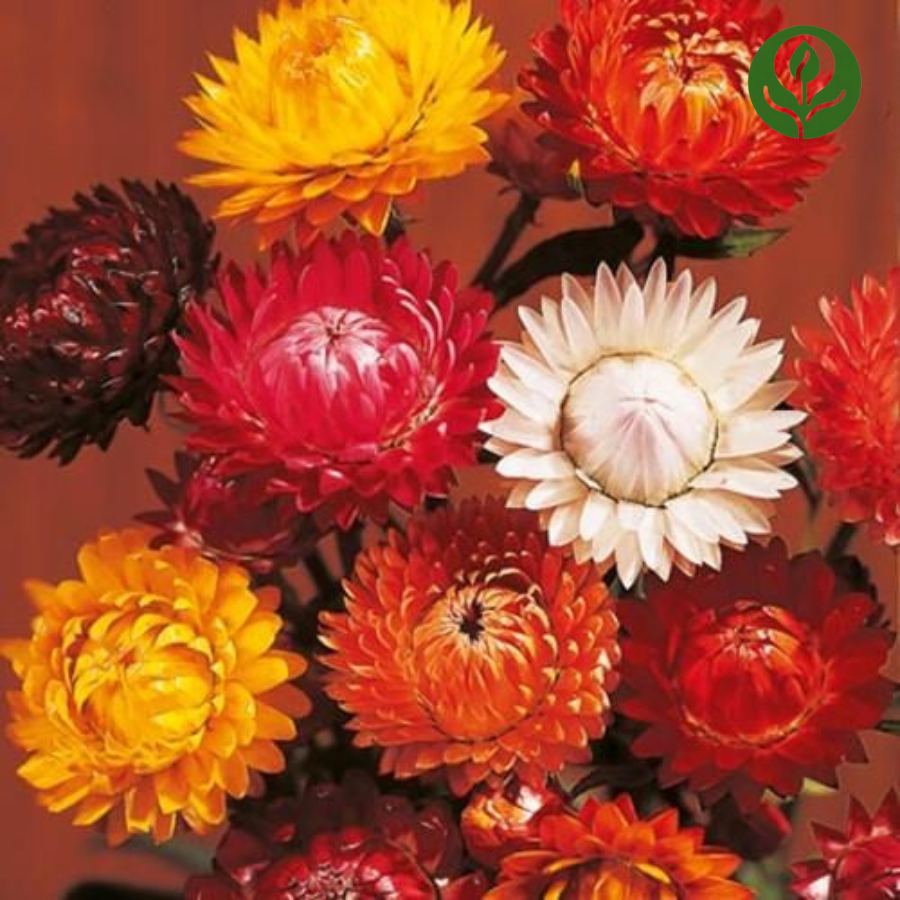 Strawflower Seeds (Mix).