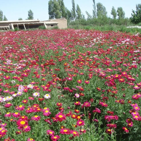 Insect Killer: Mixed Color Pyrethrum Seeds.