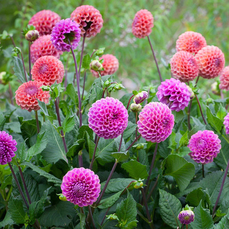 Mixed Dahlia Seeds.