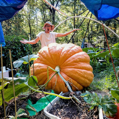 Super Giant Pumpkin Gardenizi