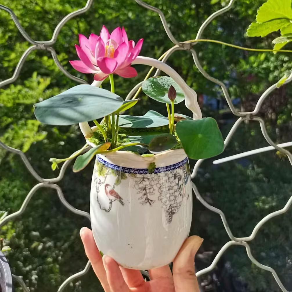 Bowl Lotus Seeds.