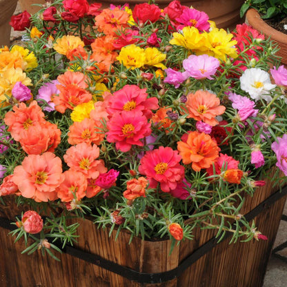 Moss Rose Seeds (Mix)