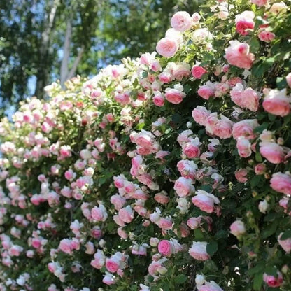 Climbing Rose Seeds.