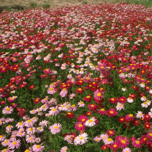 Insect Killer: Mixed Color Pyrethrum Seeds.