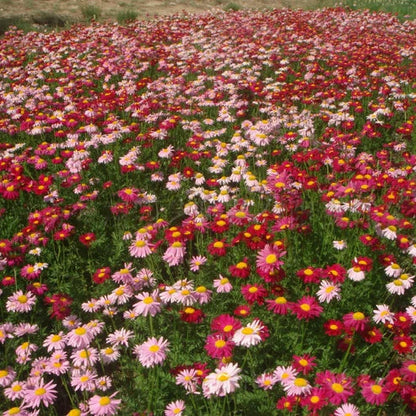 Insect Killer: Mixed Color Pyrethrum Seeds.