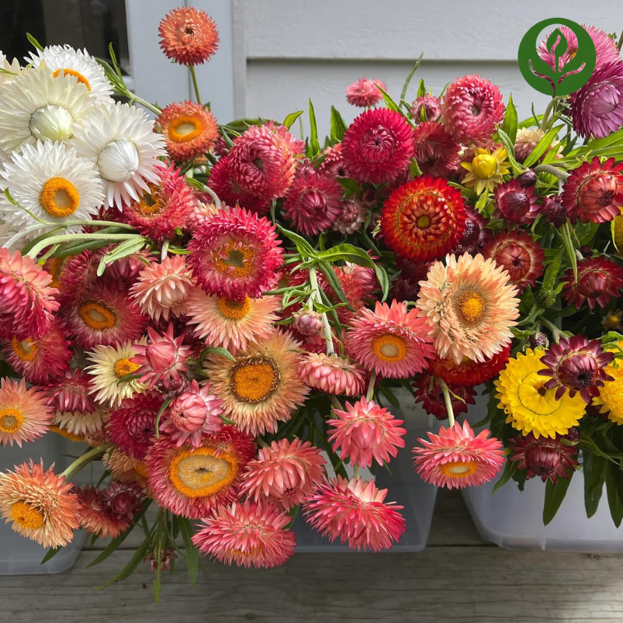 Strawflower Seeds (Mix).