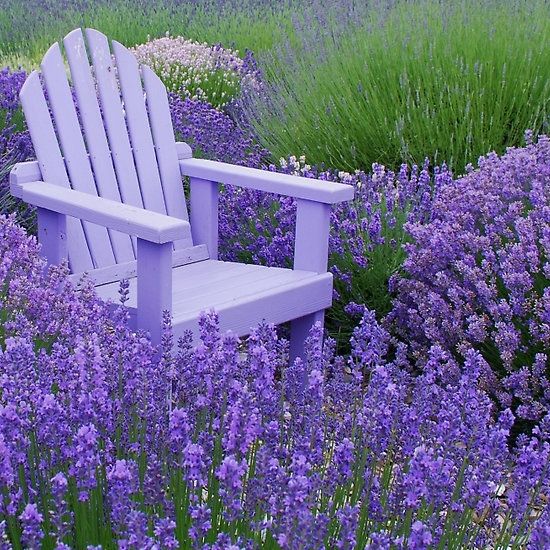 Lavender Seeds - Hidcote.