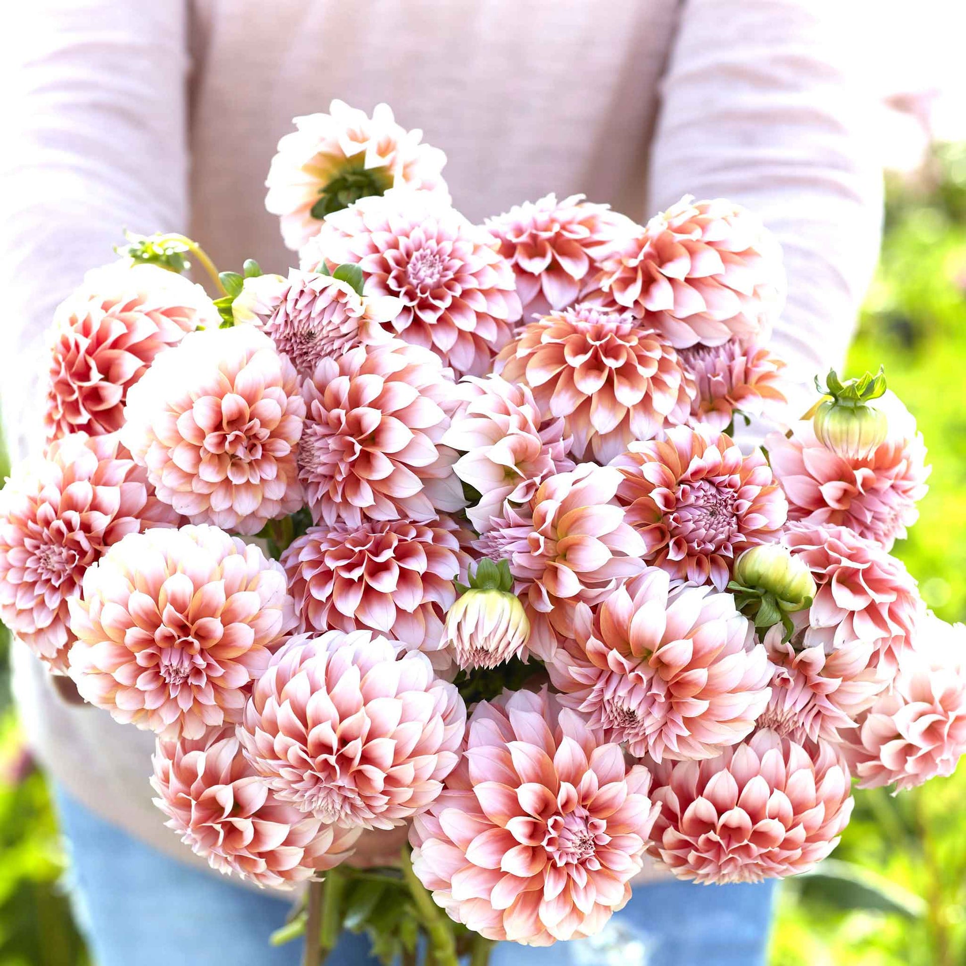 Mixed Dahlia Seeds.