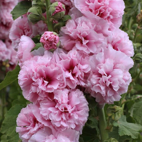 Double Hollyhock Seeds.