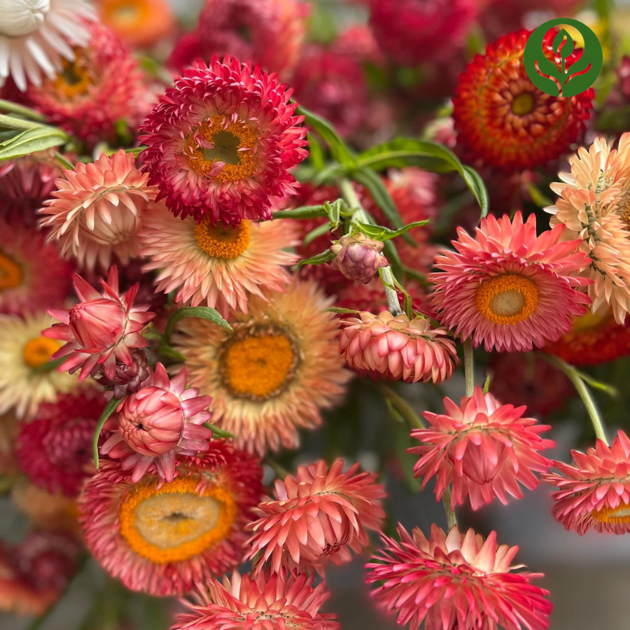 Strawflower Seeds (Mix).