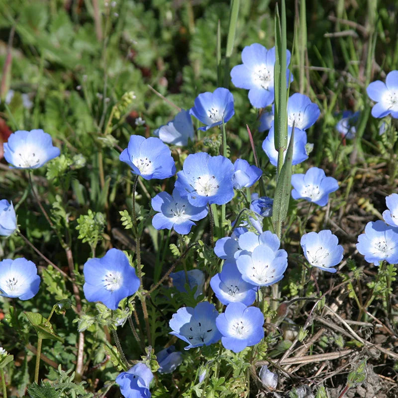 Baby Blue Eyes Seeds Garden Growth Guide