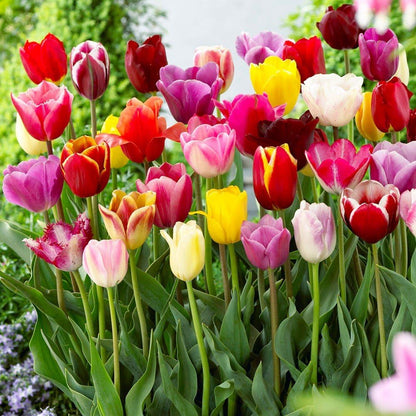 Premium Dutch Tulip Bulbs • Gardenizi