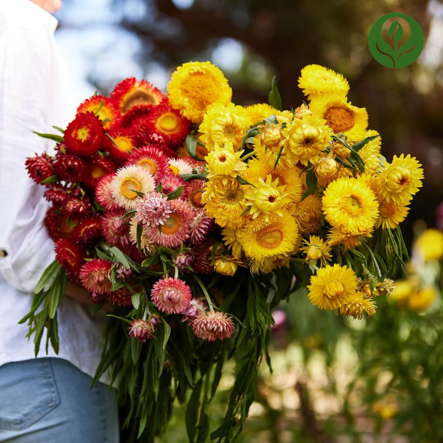 Strawflower Seeds (Mix).