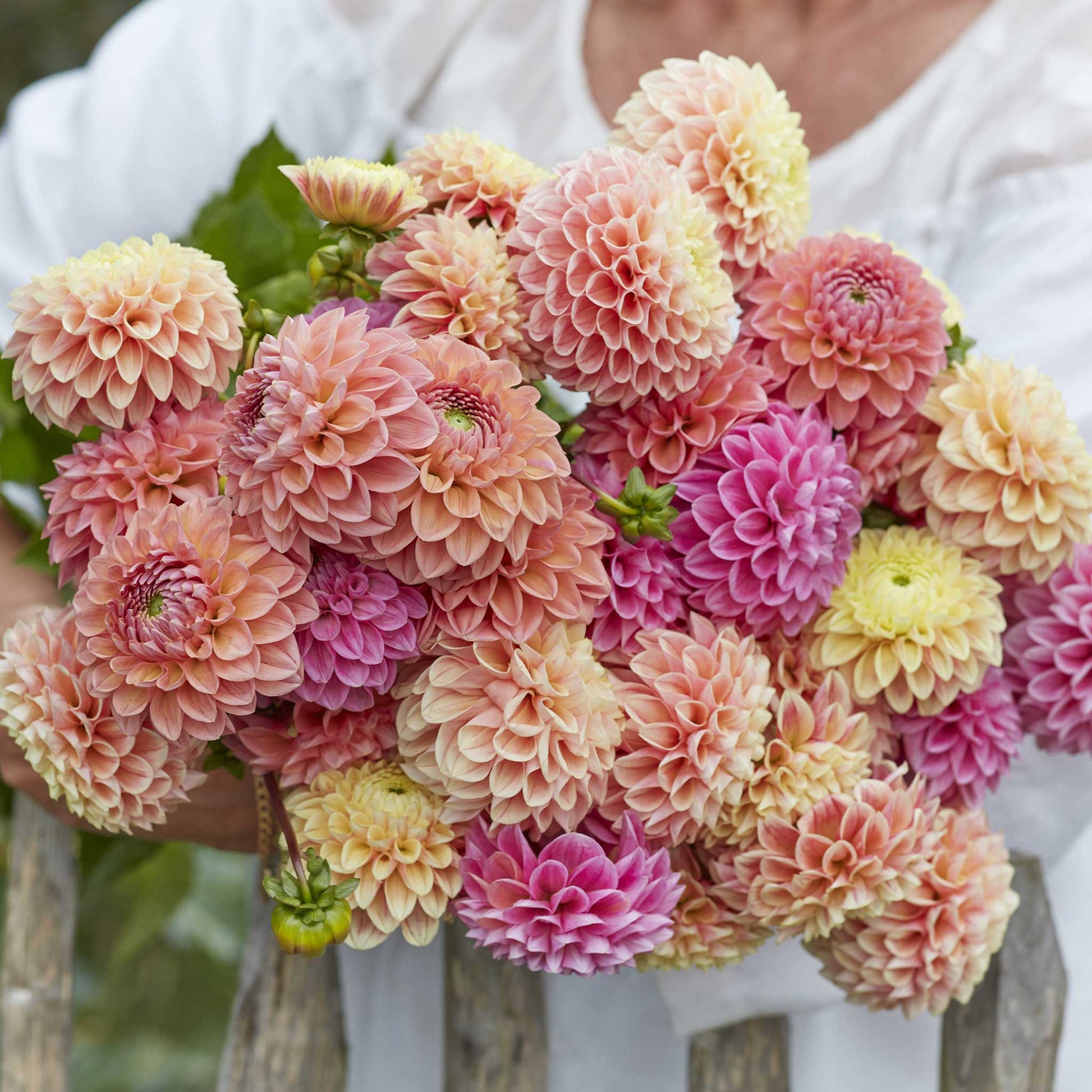 Mixed Dahlia Seeds.