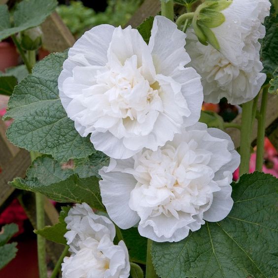 Double Hollyhock Seeds.