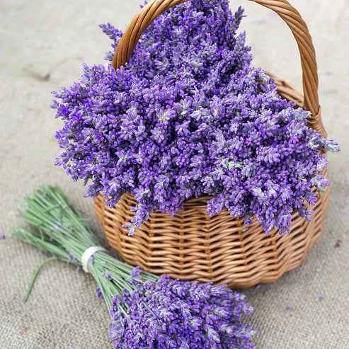 Lavender Seeds - Hidcote.