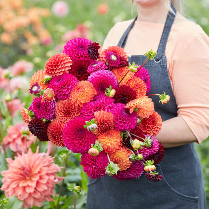 Mixed Dahlia Seeds.