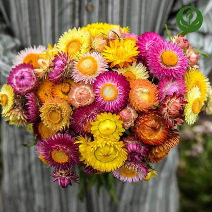 Strawflower Seeds (Mix).