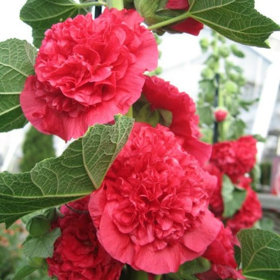 Double Hollyhock Seeds.