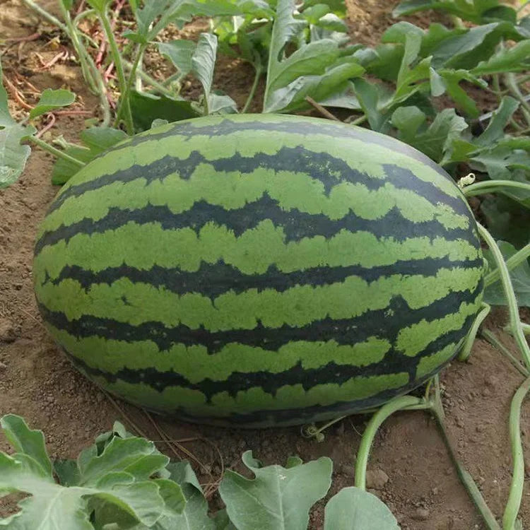 Lazy Watermelon Seeds.