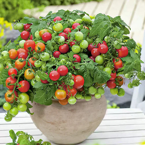 Dwarf Tomatos Seeds.