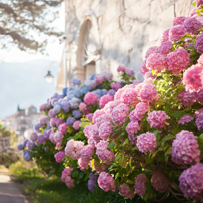 Royal Hydrangea Seeds | Gardenizi