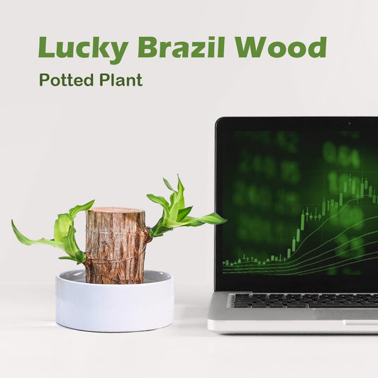 Lucky Brazil Wood Potted Plant • Gardenizi