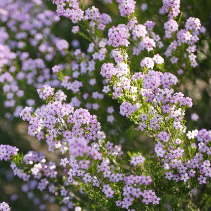 ‘Pink’ Diosma Seed