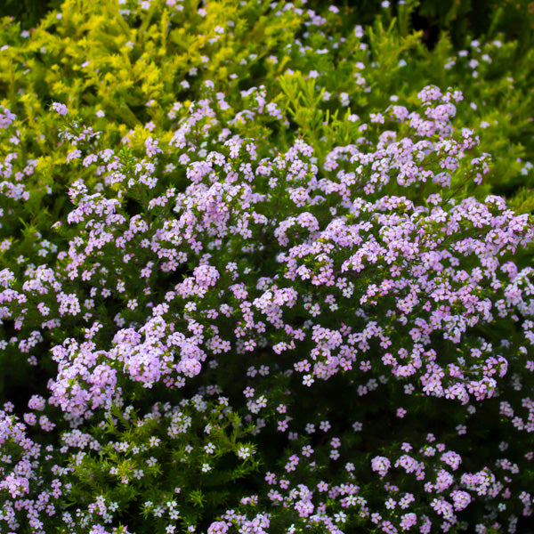 ‘Pink’ Diosma Seed