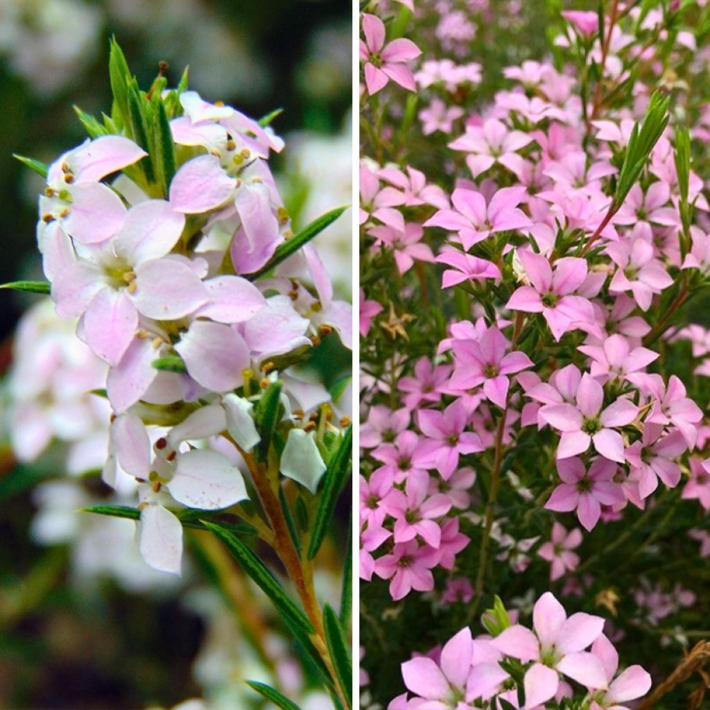 ‘Pink’ Diosma Seed