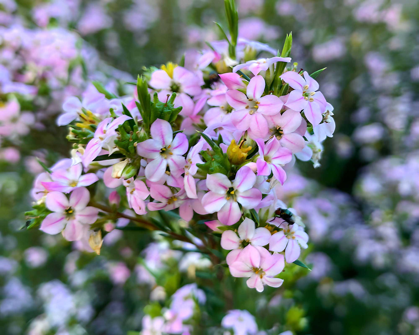 ‘Pink’ Diosma Seed