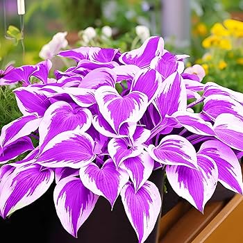 Hosta Plantaginea Bonsai Seed