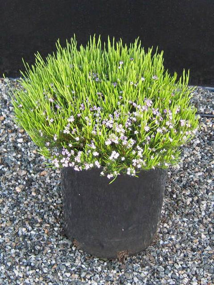 ‘Pink’ Diosma Seed