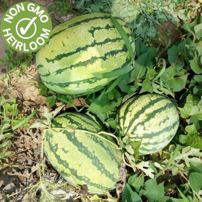 Lazy Watermelon Seeds.