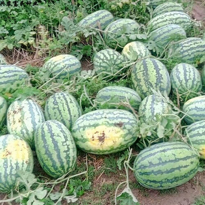 Lazy Watermelon Seeds.