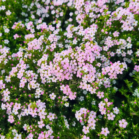 ‘Pink’ Diosma Seed