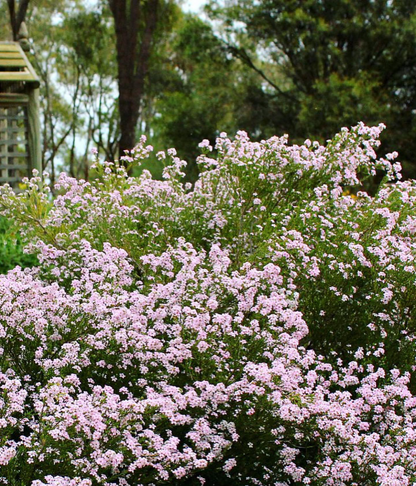 'Pembe' Diosma Tohumu 