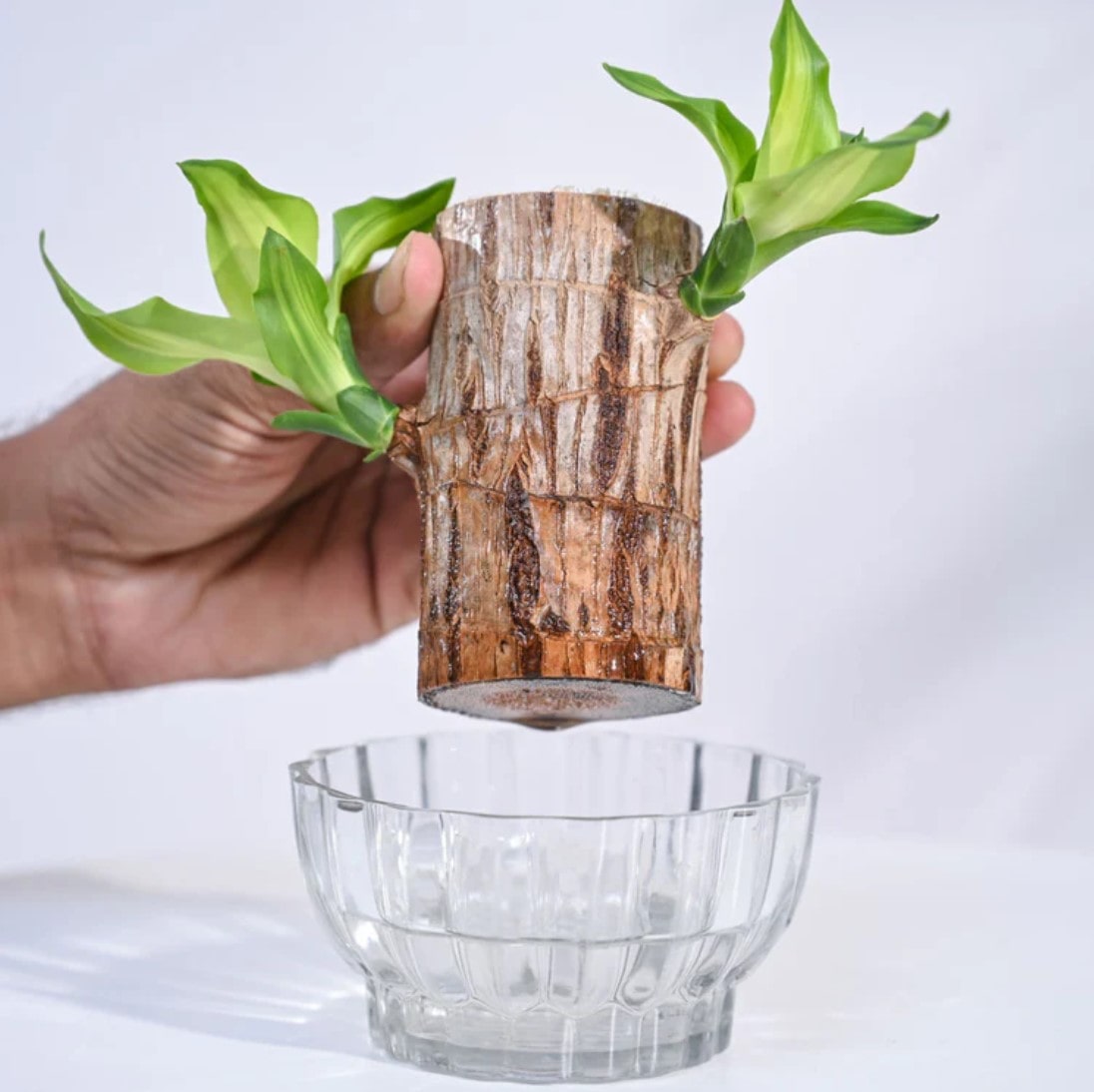 Lucky Brazil Wood Potted Plant • Gardenizi