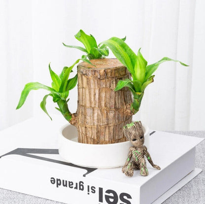 Lucky Brazil Wood Potted Plant • Gardenizi