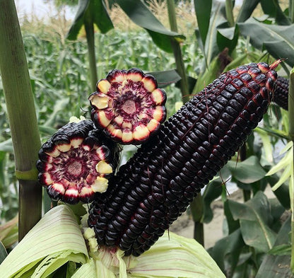 Corn Seeds (Organic) - Black Hopi.