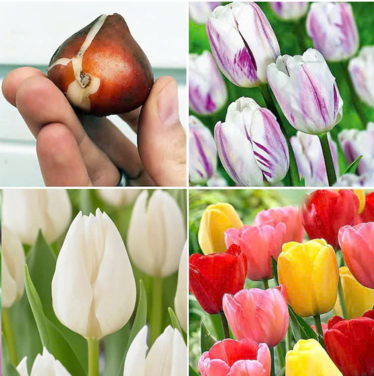 Premium Dutch Tulip bulbs