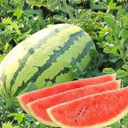 Lazy Watermelon Seeds.