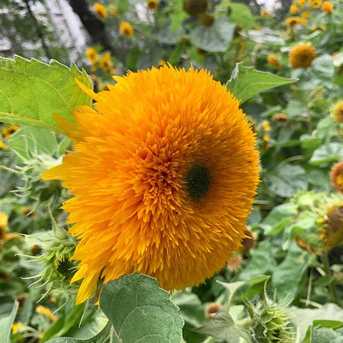 Teddy Bear Sunflower Seeds.