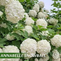 Hortensia Annabelle